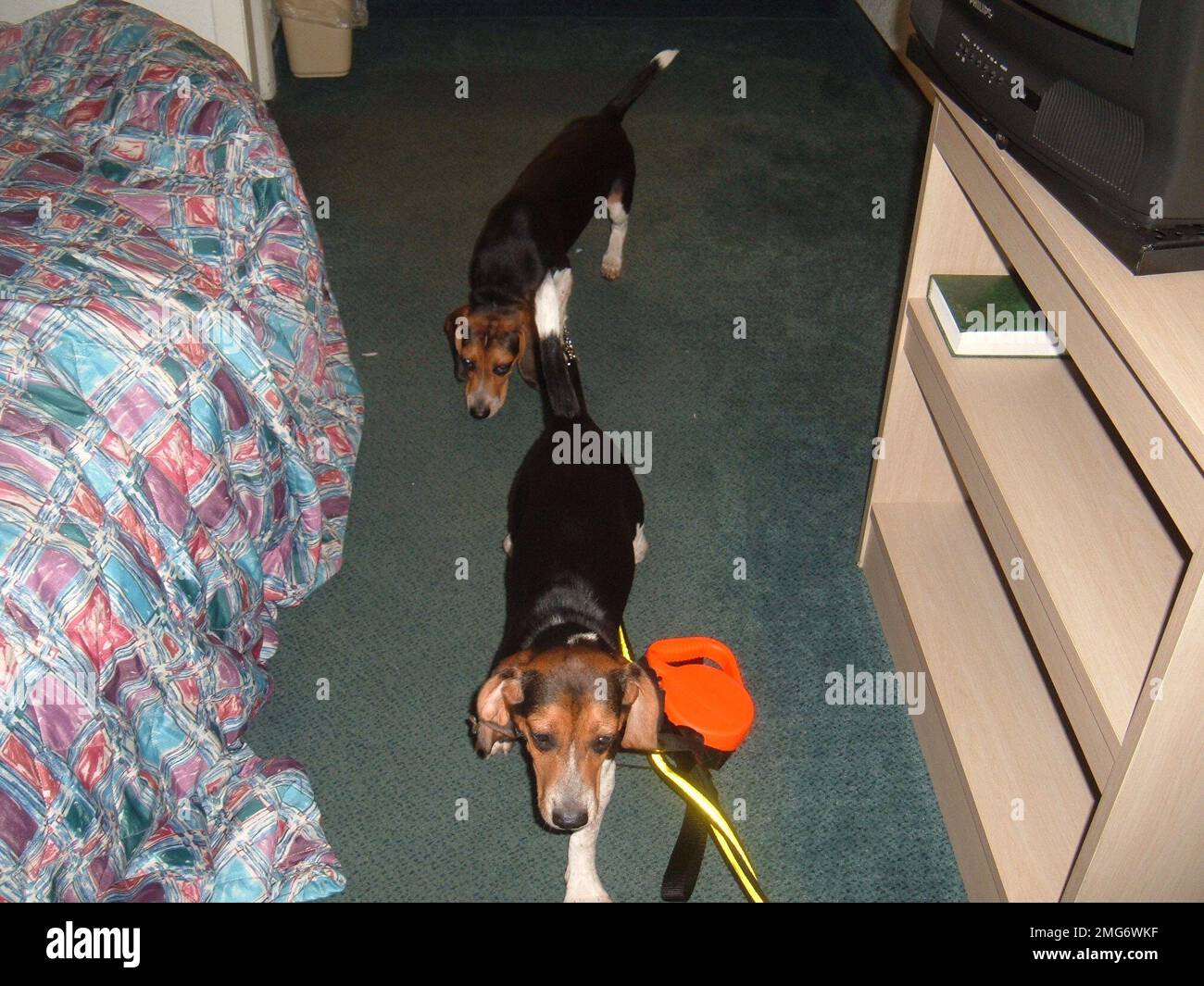Two Rescue Dogs Two rescue dogs hi-res stock photography and images - Alamy
