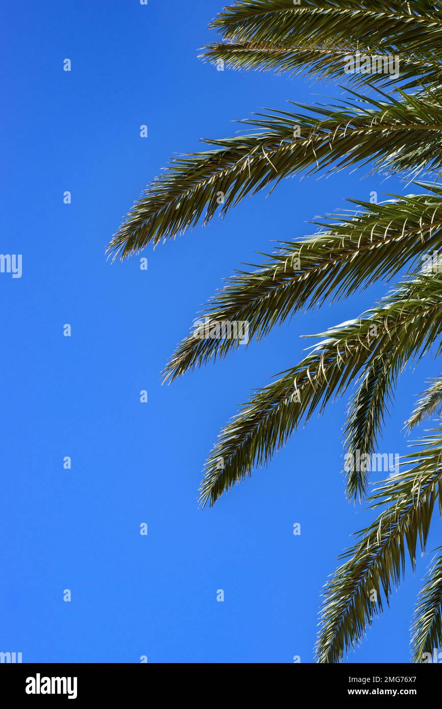 Green palm tree leaves on blue sky background with copy space for text ...