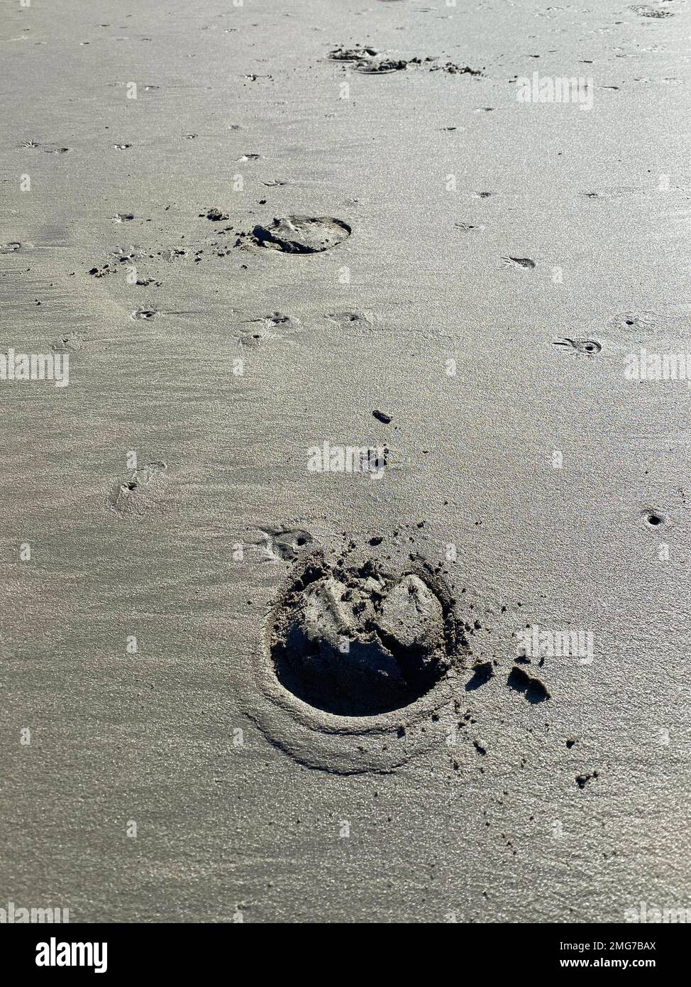 Horse hoof prints on the beach Stock Photo Alamy