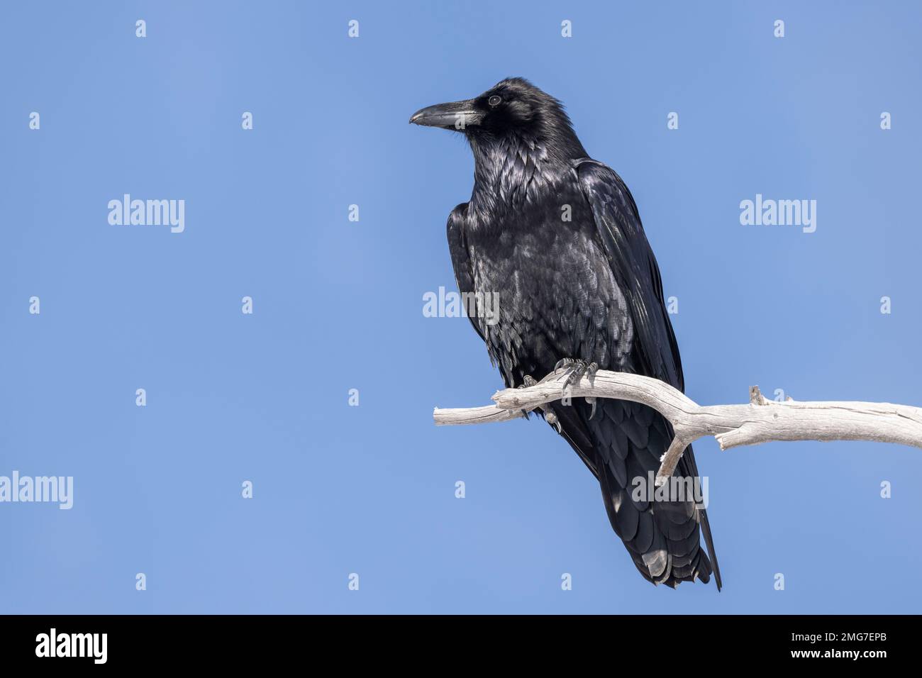 Raven Perched In Dead Tree Stock Photo Alamy