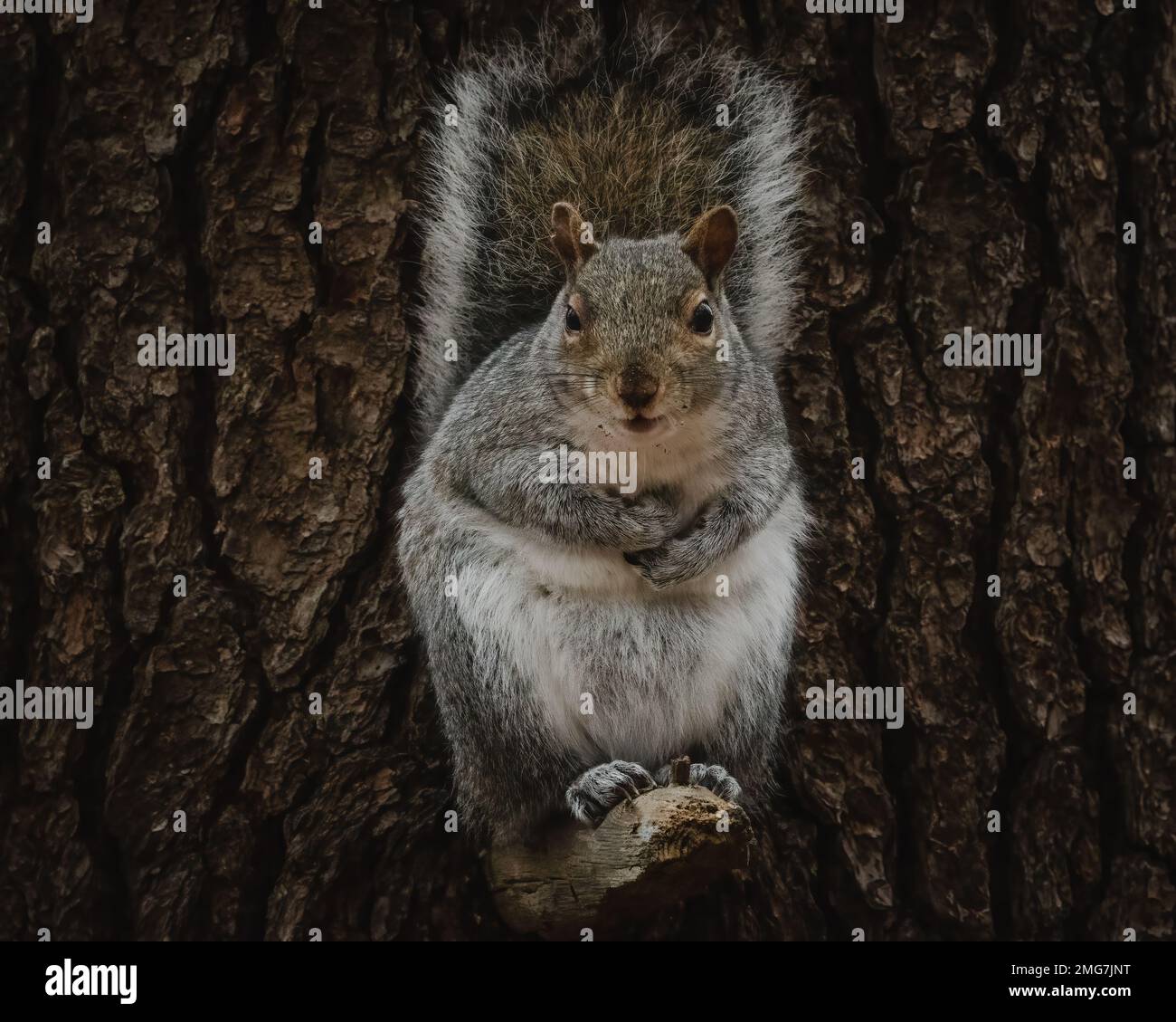 An eastern grey squirrel on broken branch Stock Photo - Alamy