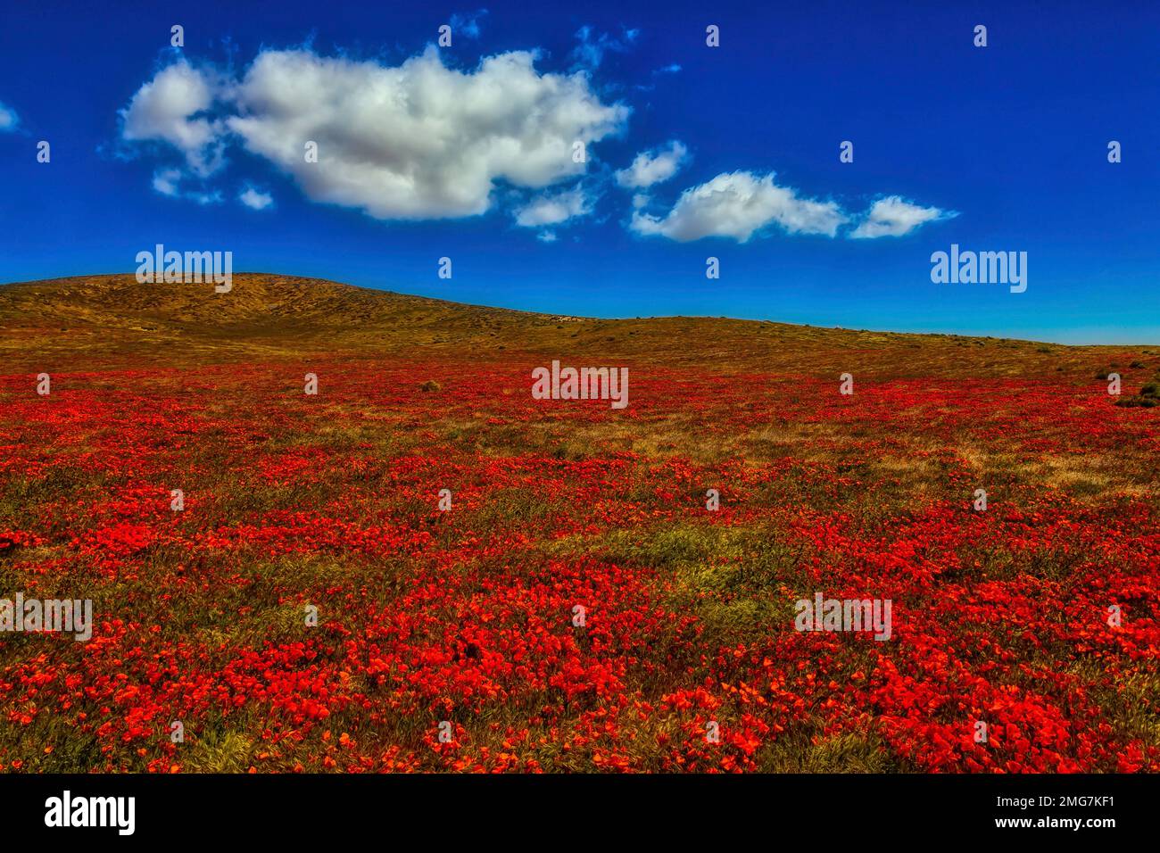 Poppy flower fields art hi-res stock photography and images - Alamy