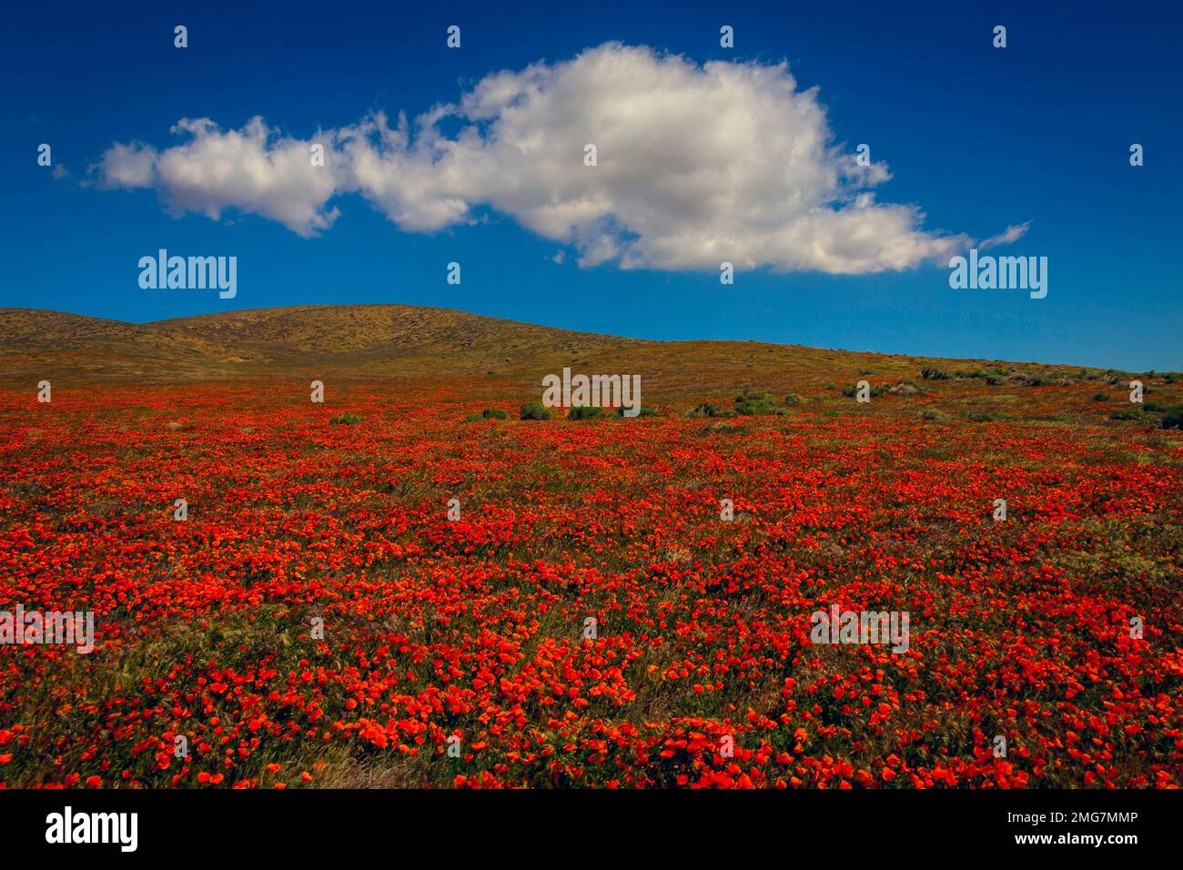 Poppy Field With Clouds Stock Photo - Alamy