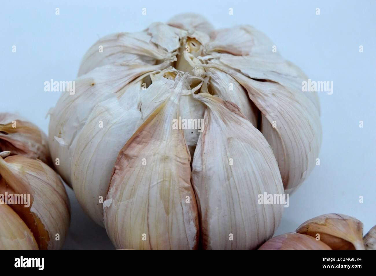 Bawang Putih or Garlic Its Close Relatives Include The Onion, Shallot, Leek, Chive, Welsh Onion