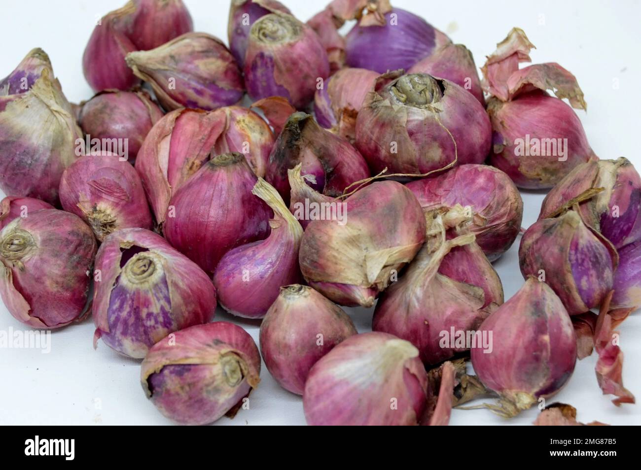 Bawang Merah or Shallot Its Close Relatives Include The Onion, Leek