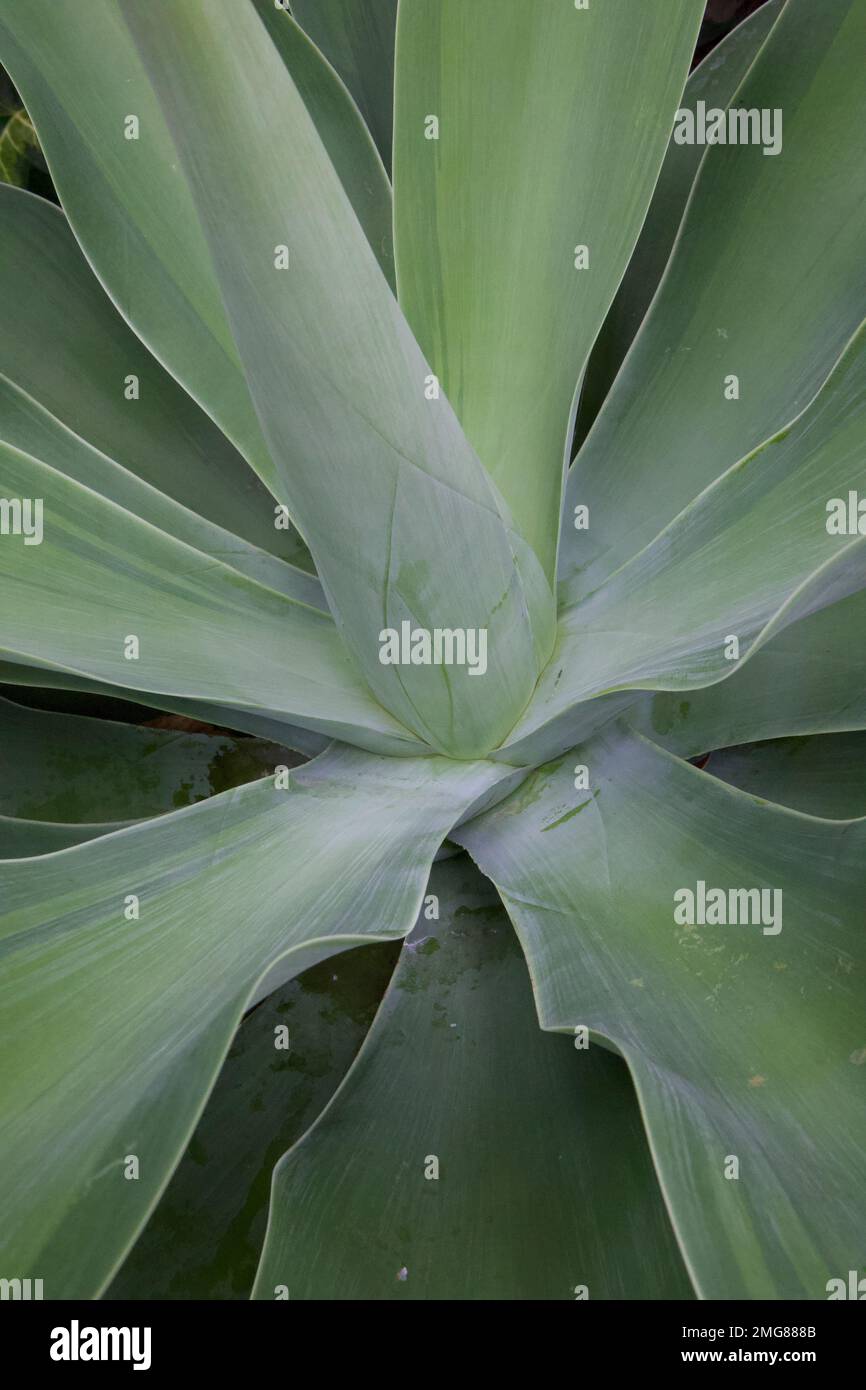 Close up of center of the agave attenuata plant, commonly known as the