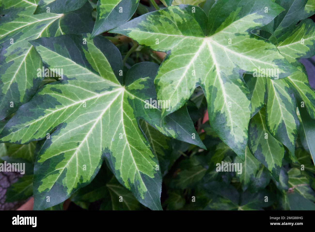 Close up of leaves of 'Annemieke' tree ivy. Also called Fatshedera lizei. Stock Photo