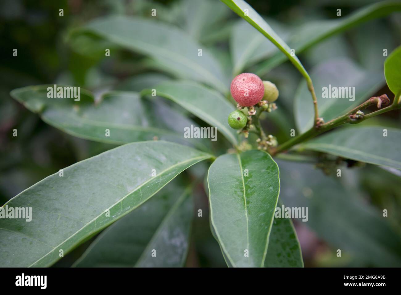 One pink berry popping from branch of beautiful plant Stock Photo