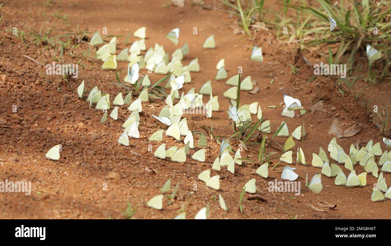 Beautiful butterflies, Dragonflies and Beetles in Sri Lanka, Visit Sri Lanka Stock Photo