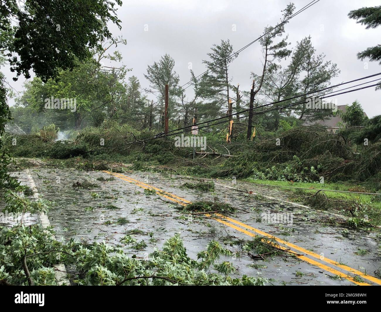 Trees lie smoldering among downed power lines after high winds and ...