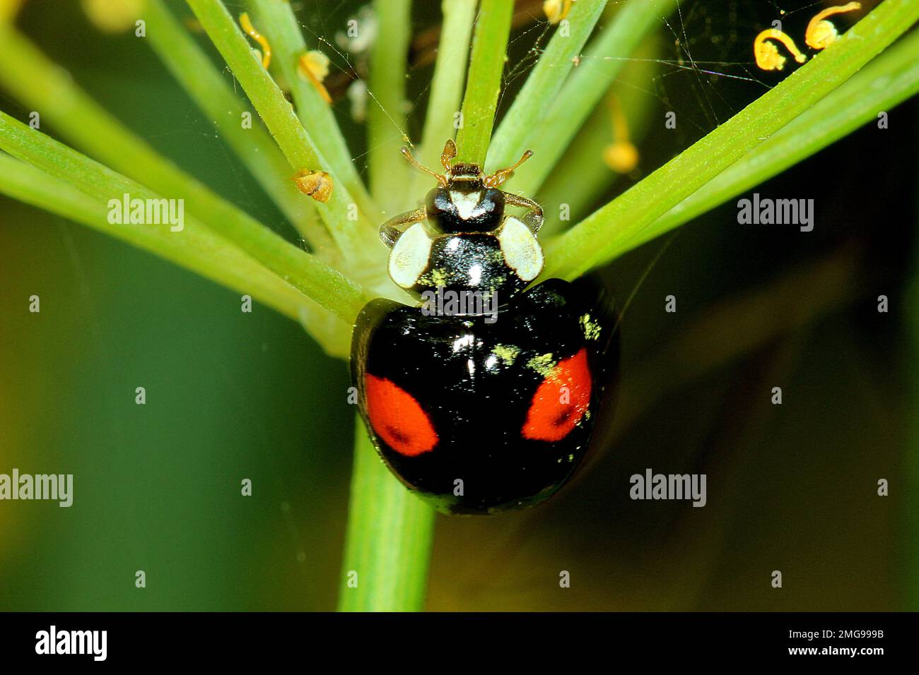 Harlequin ladybird colour variation (Harmona axyridis) Stock Photo