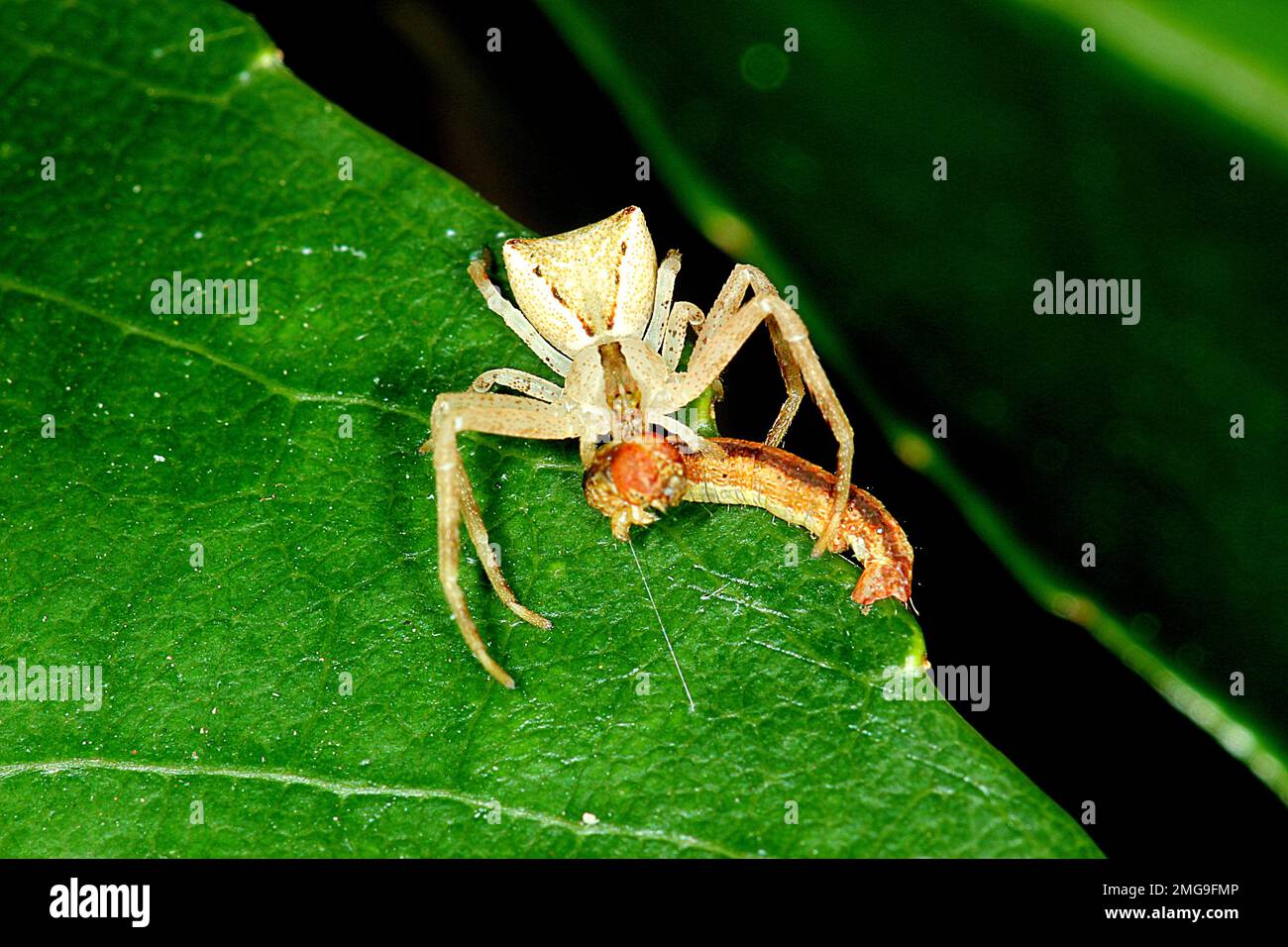 square ended crab spider (Sidmella sp.) eating a caterpillar Stock
