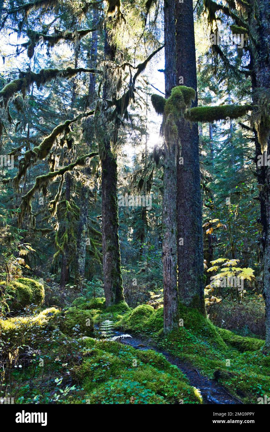 Hiking trail near Bartlett cove in Glacier Bay National Park with old growth hemlock and spruce trees. Stock Photo