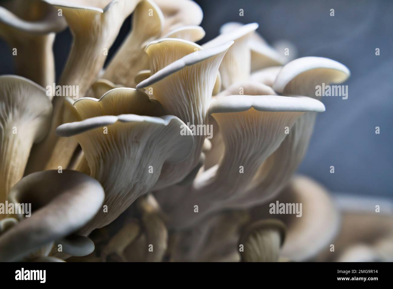 Oyster mushrooms being grown for food close up with blue in the background. Stock Photo