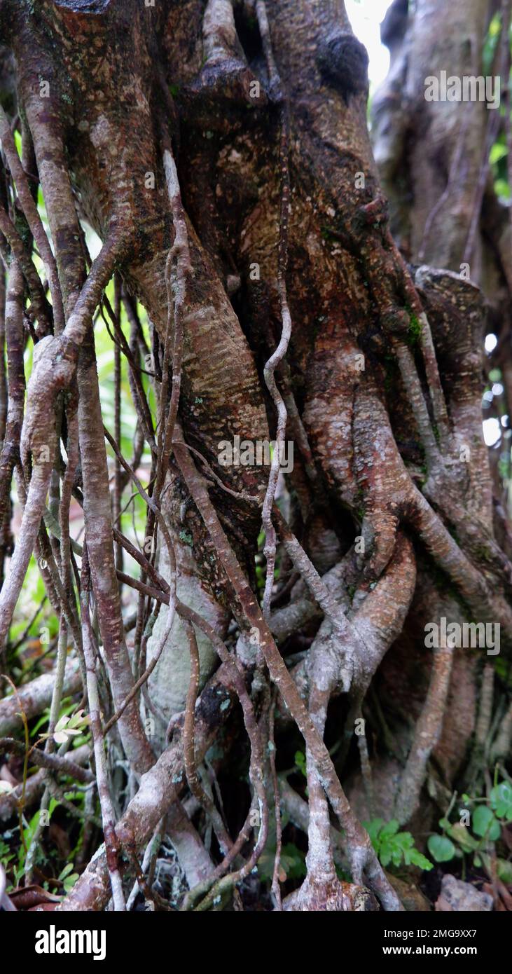 The roots of the bonsai plant from the wet banyan tree in the pot Stock