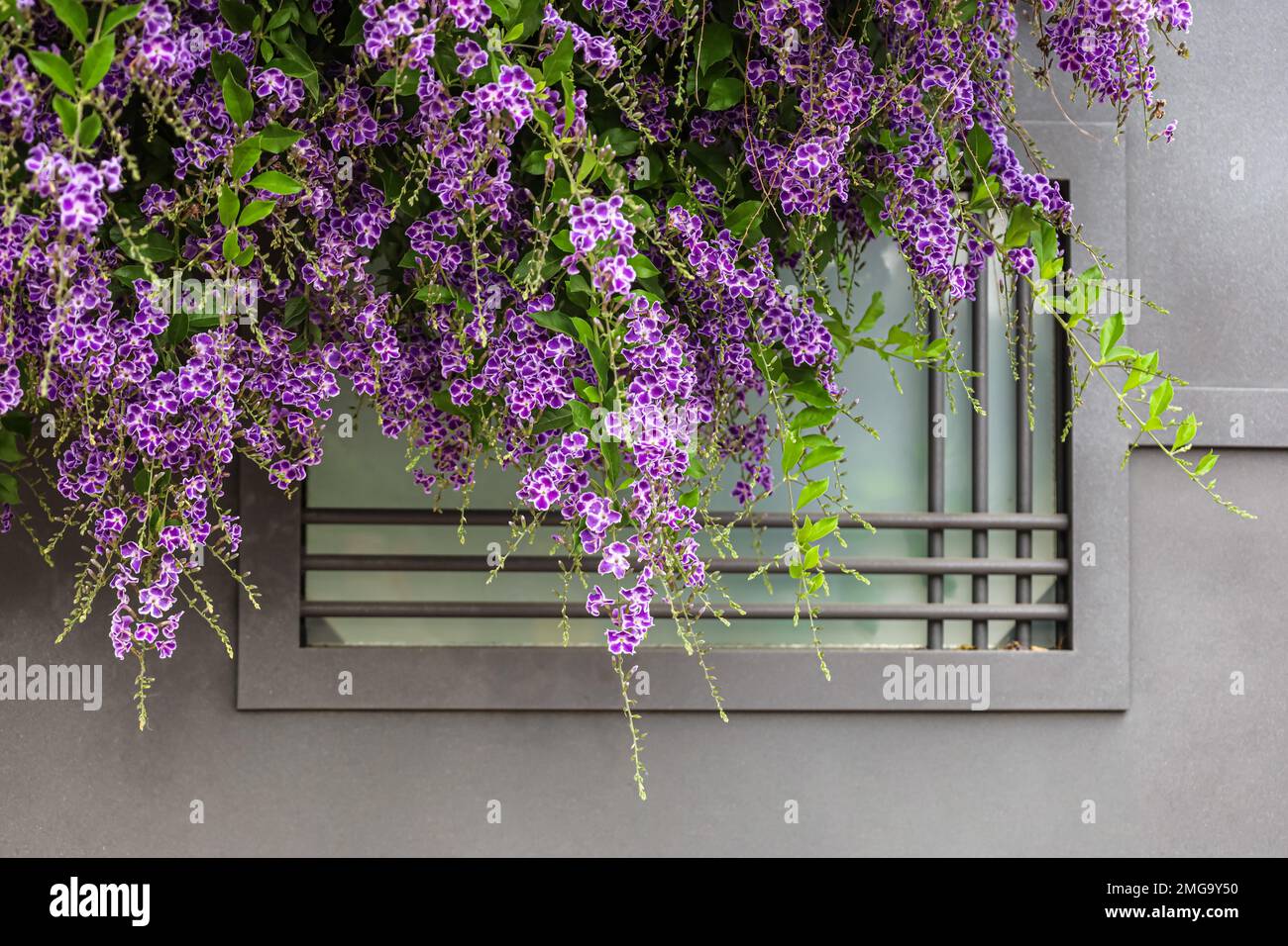View of shrub with purple flowers and fence outdoors, closeup Stock ...
