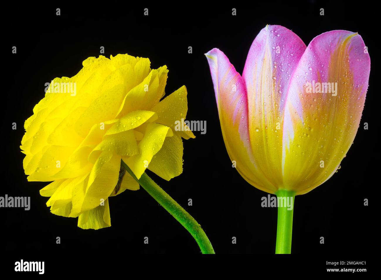 Ranunculus And Tulip Stock Photo - Alamy