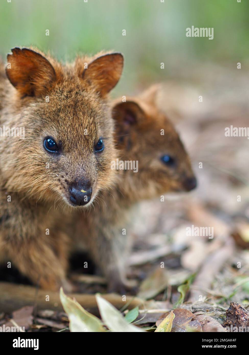 A closeup portrait of a marvellous lovely Quokka in natural beauty. Stock Photo