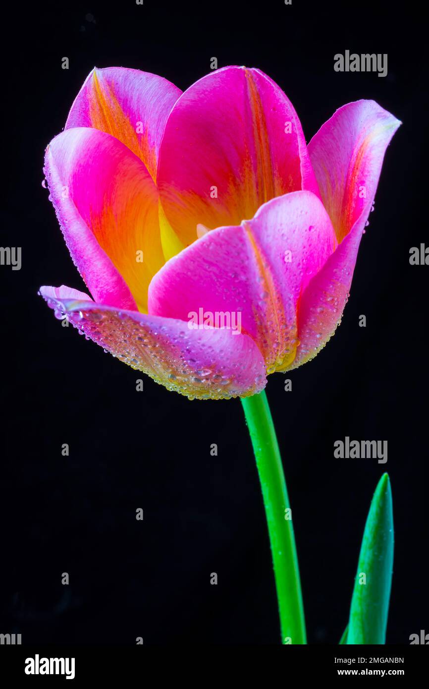 Stunning Pink Tulip Stock Photo - Alamy
