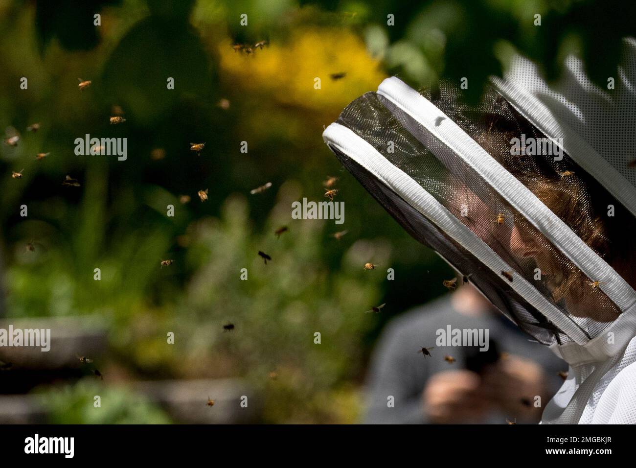 Bees swarm the mask of beekeeper Erin Gleeson as she works to capture a