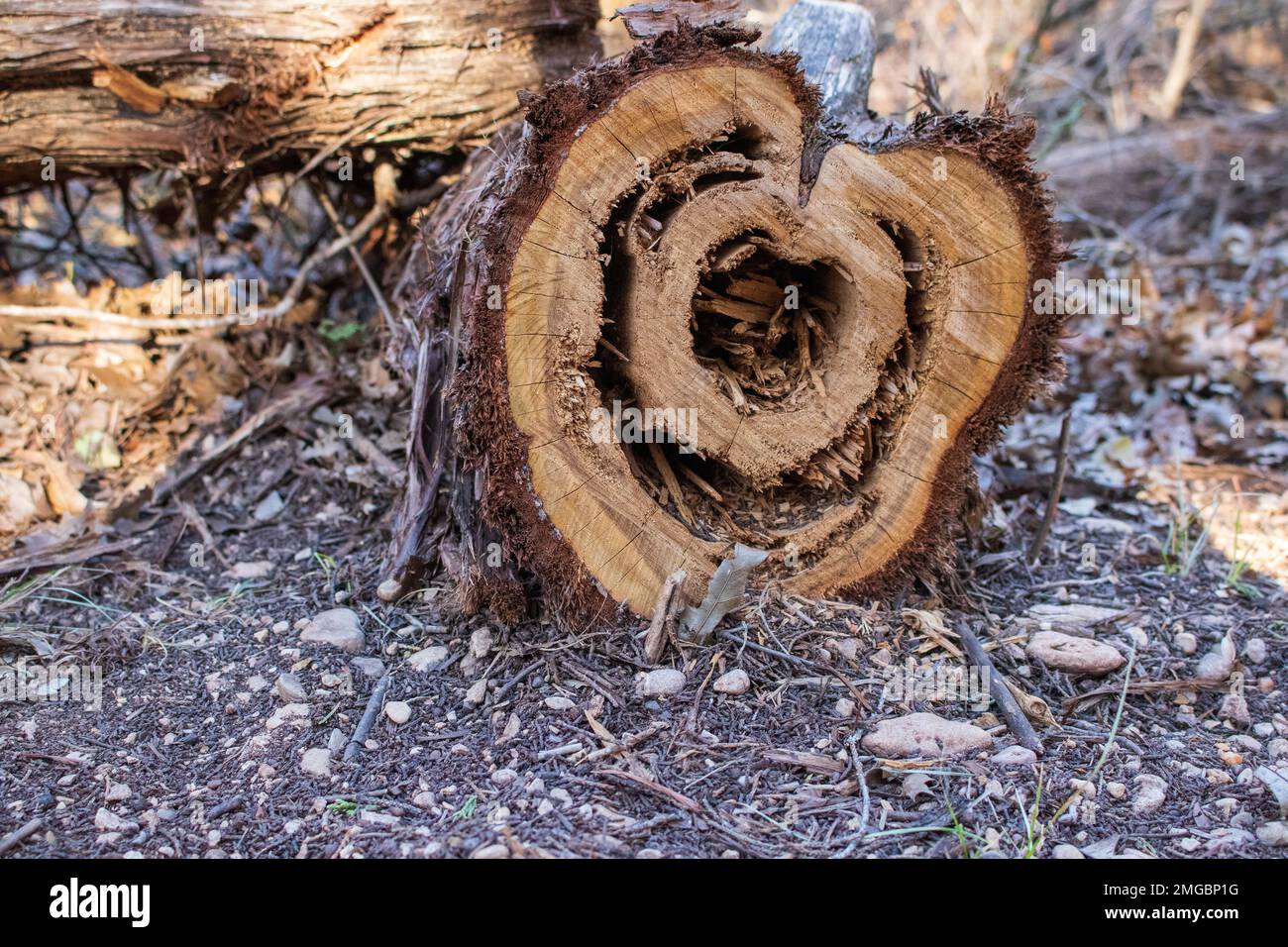 Cedar log with termite damage Stock Photo