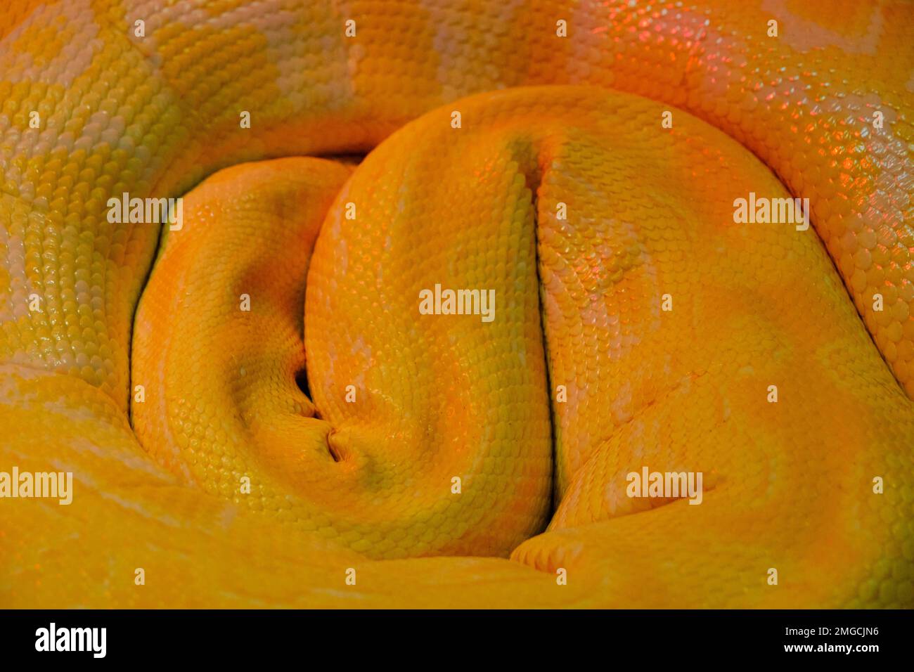 Background, sleeping curled yellow snake Stock Photo