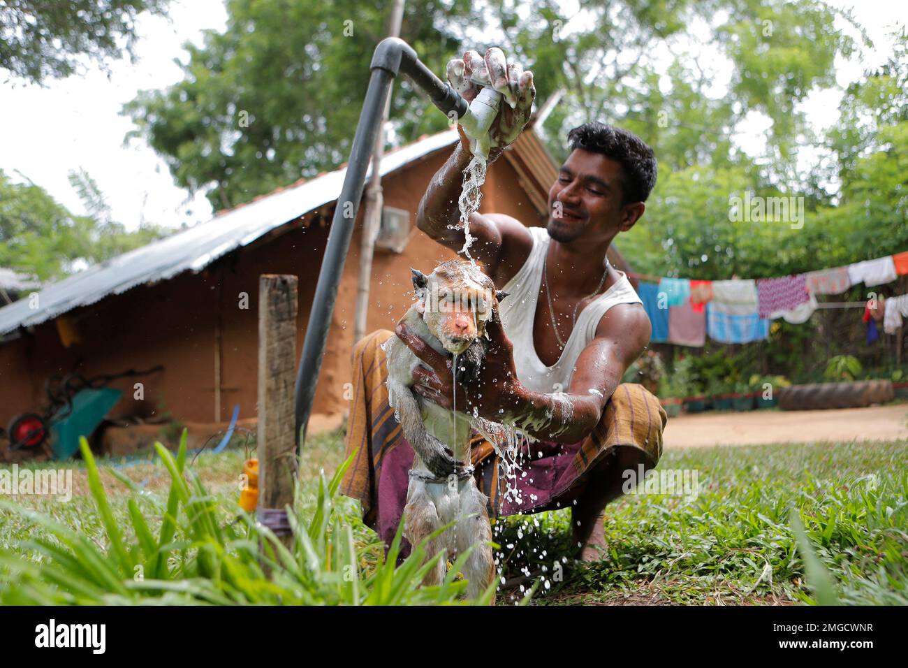 A Sri Lankan Telugu man Masannage Raja bathes his monkey Raju in