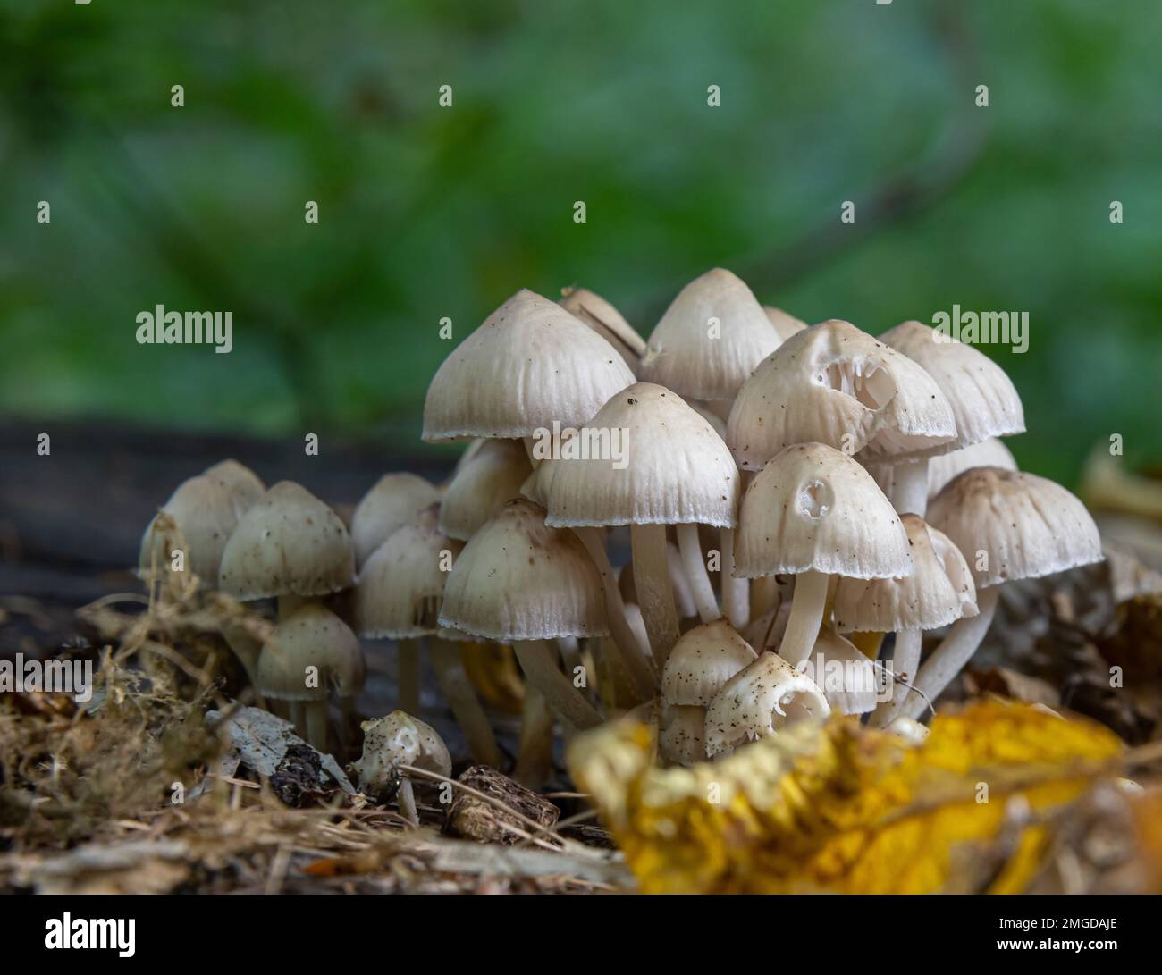 Forest mushrooms in the grass. Gathering mushrooms growing on an old tree stump in the forest. Stock Photo