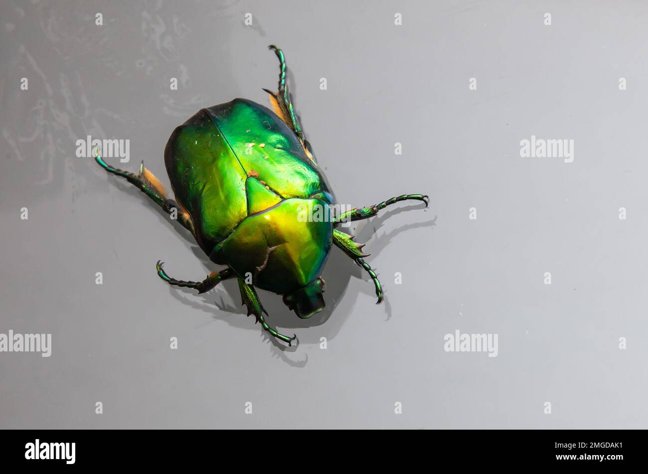 Cetonia aurata called the green rose chafer is a beetle that has a metallic structurally coloured green and a distinct V-shaped scutellum. Underside o Stock Photo