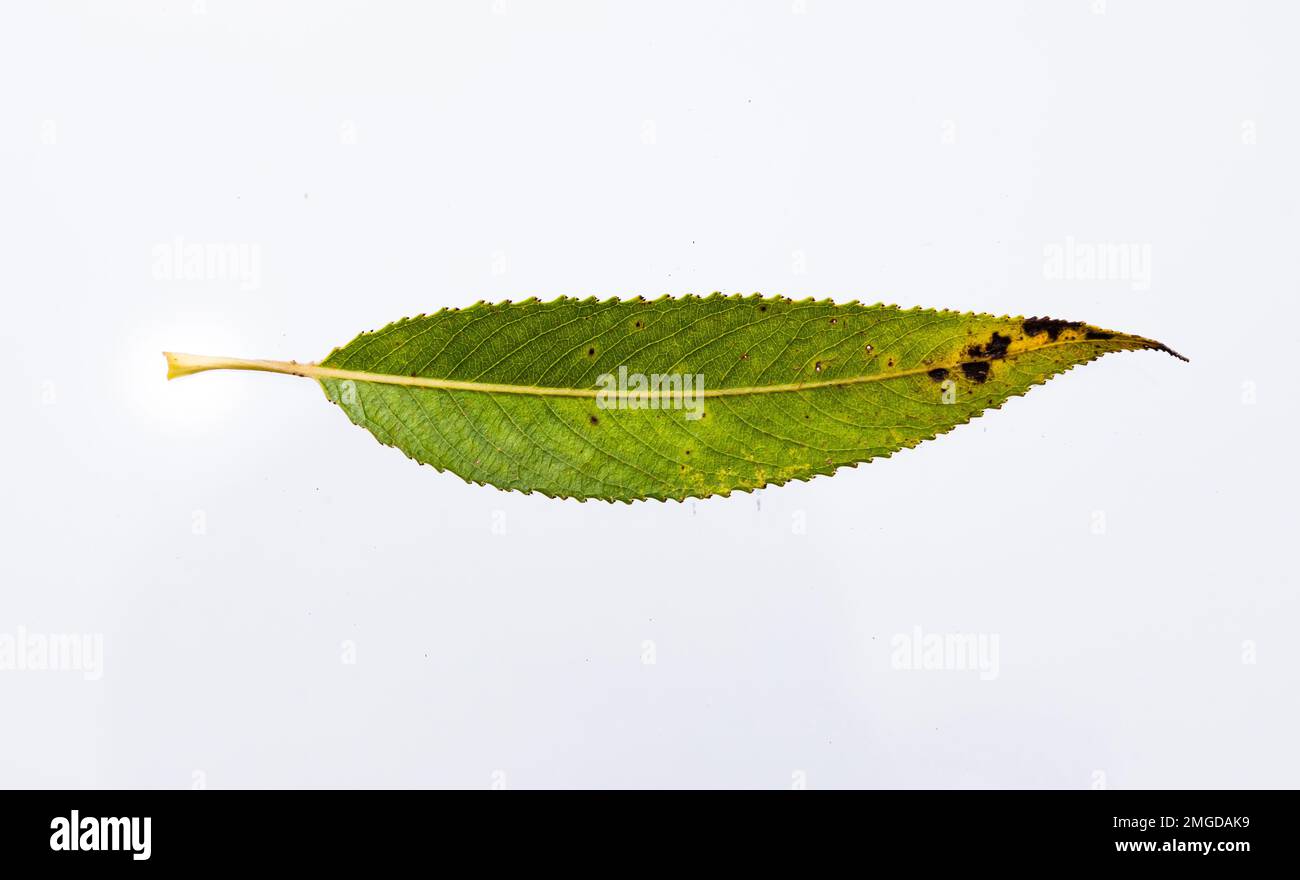 Willow leaves with hi-res stock photography and images - Alamy