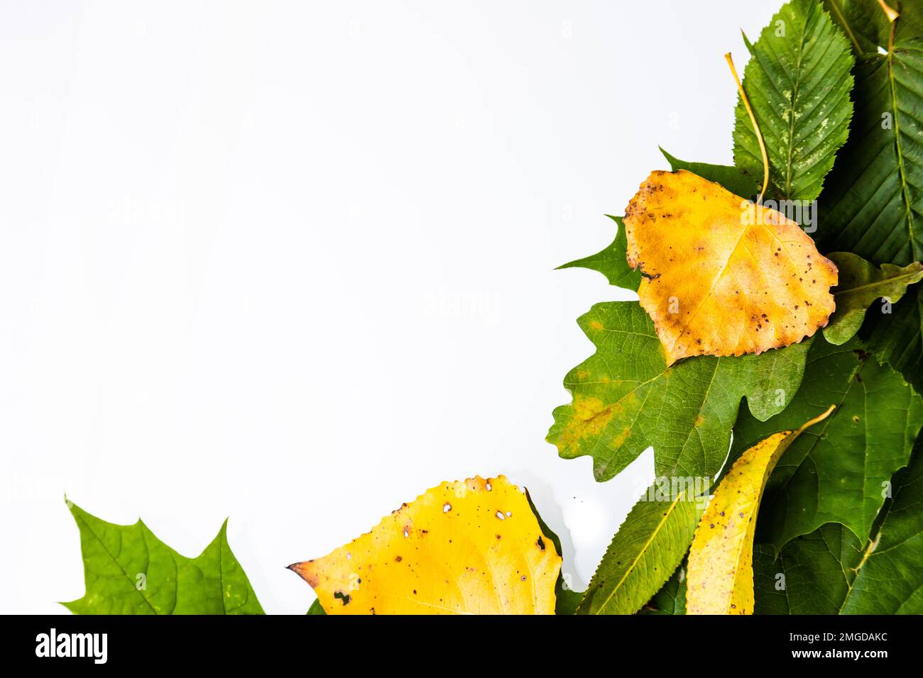 border frame of colorful autumn leaves isolated on white Stock Photo ...