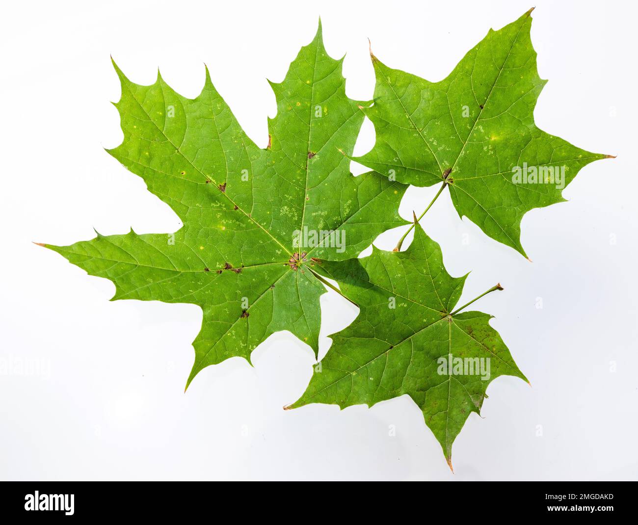 Green maple leaf isolated on white background Stock Photo - Alamy
