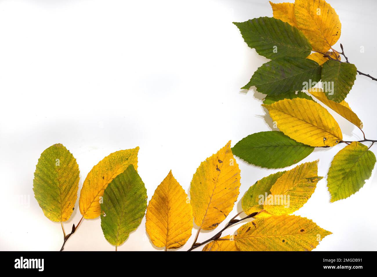 border frame of colorful autumn leaves isolated on white Stock Photo ...
