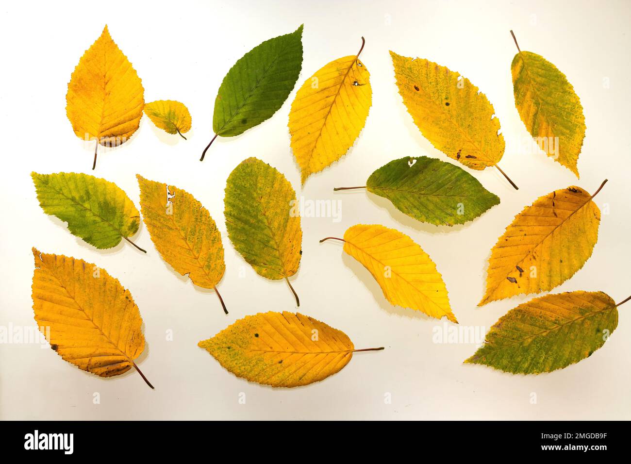 Collection of yellow autumn hornbeam leaves isolated on white background. Stock Photo
