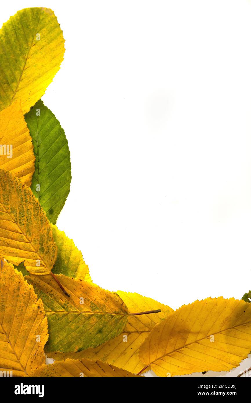 border frame of colorful autumn leaves isolated on white Stock Photo ...
