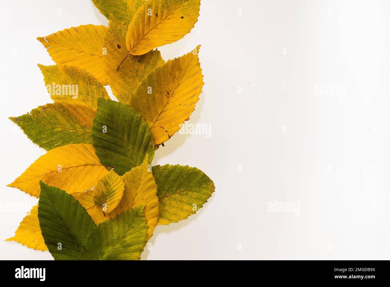Border Frame Of Colorful Autumn Leaves Isolated On White Stock Photo Border frame of colorful autumn leaves isolated on white stock photo