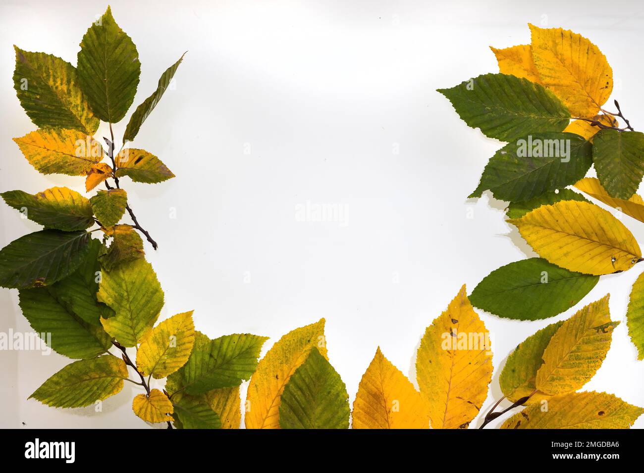 border frame of colorful autumn leaves isolated on white Stock Photo ...