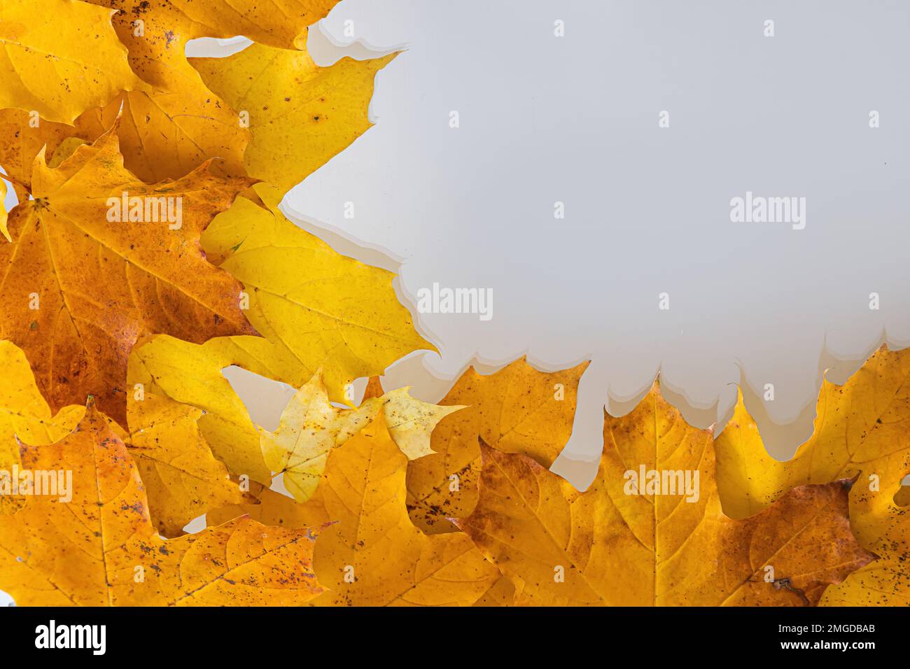 border frame of colorful autumn leaves isolated on white Stock Photo ...