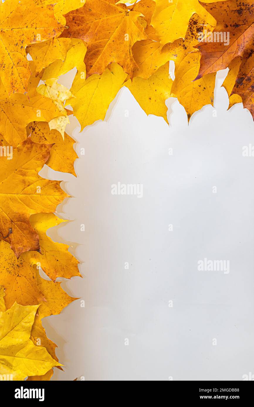 border frame of colorful autumn leaves isolated on white Stock Photo ...