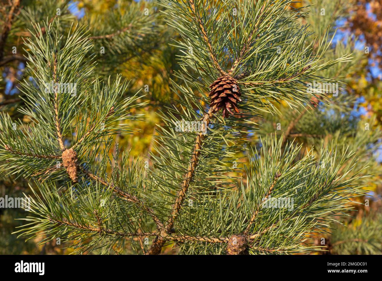 Pine cones with needles on a tree in the forest Stock Photo - Alamy