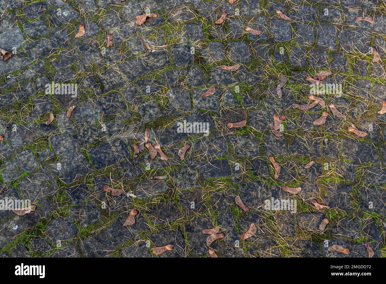 Overhead view of cobblestone street texture with grass. Stone pavement texture. Stock Photo