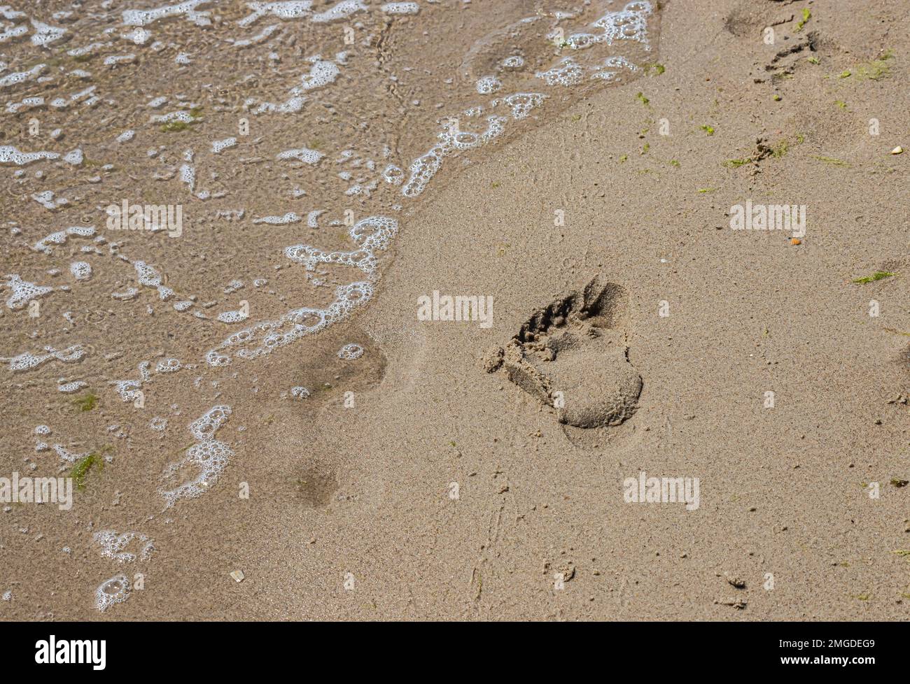 Footprints of a man on the yellow beach sand from walking barefoot by the sea with water that washes away the footprints. Contemplation of life Stock Photo