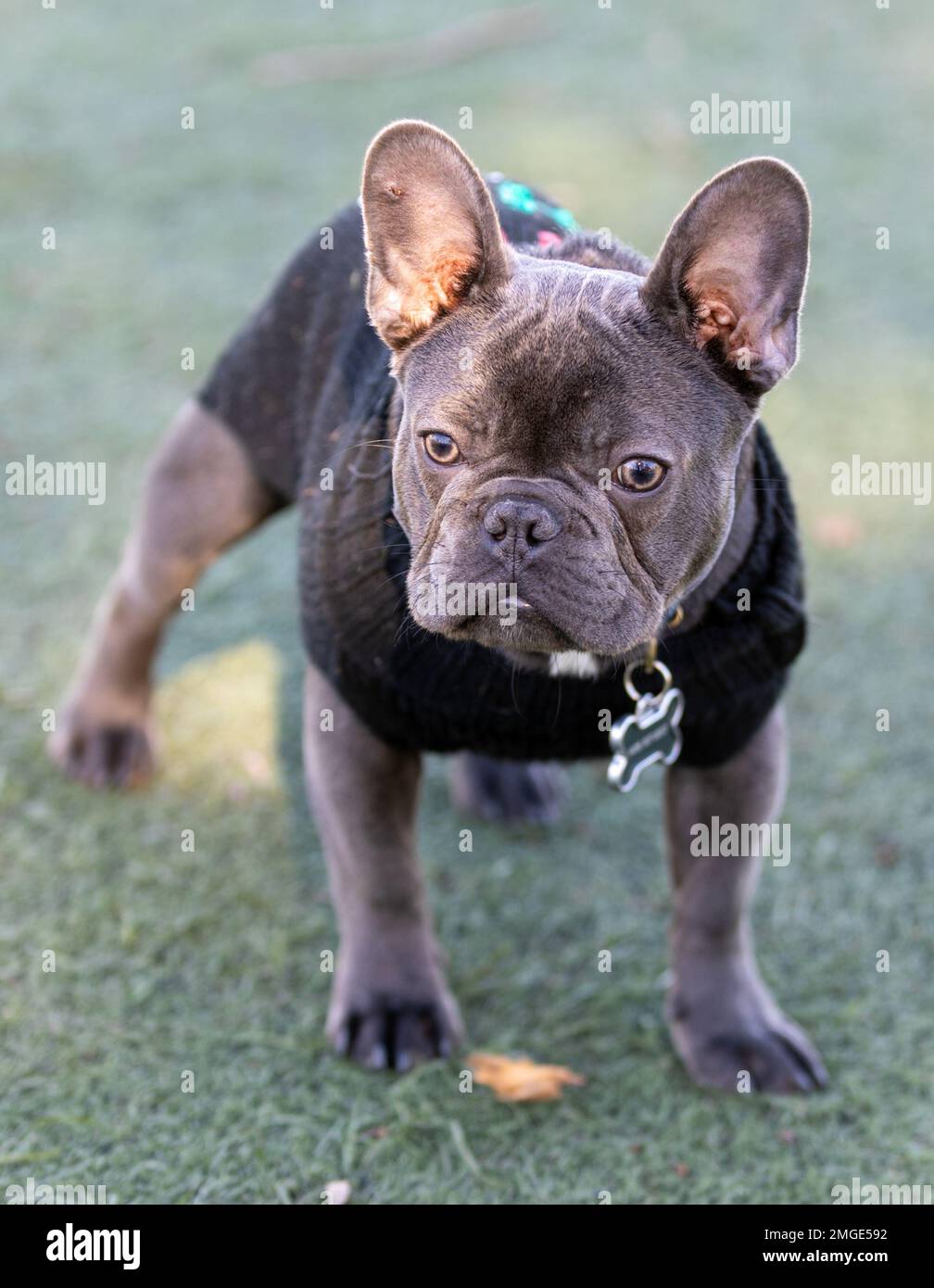 7MonthsOld Blue French Bulldog Male Puppy Dressed Up. Offleash dog