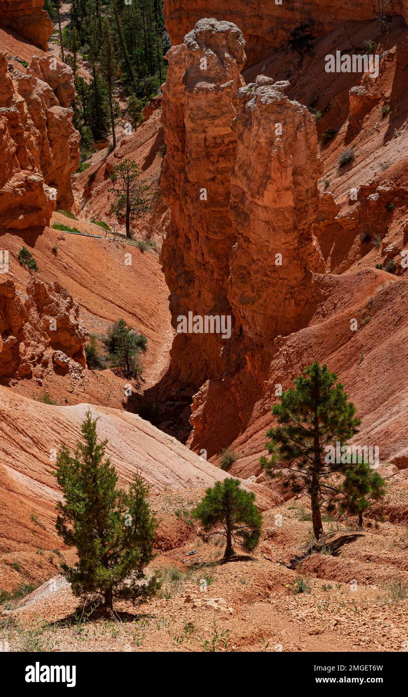 Spires and Pinyon Pines make a great contrast of red and green at Bryce Canyon National Park, Garfield County, Utah Stock Photo