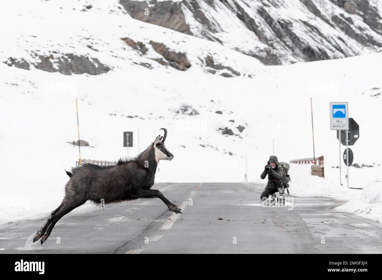 Road crossing in the Alps mountains, the chamois (Rupicapra rupicapra) Stock Photo