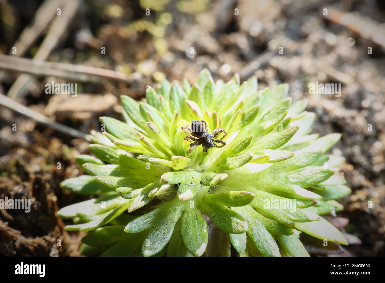 Spider and prey macro hi-res stock photography and images - Alamy