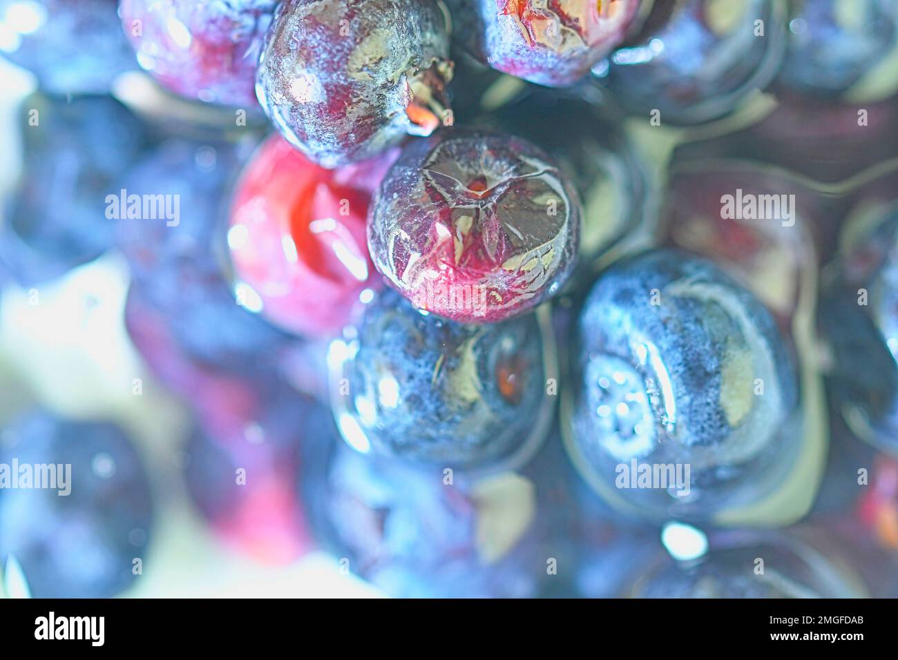 Bilberries wallpaper. Close-up of blueberries background. Shallow DOF. Defocused. Horizonatal macro image. Stock Photo