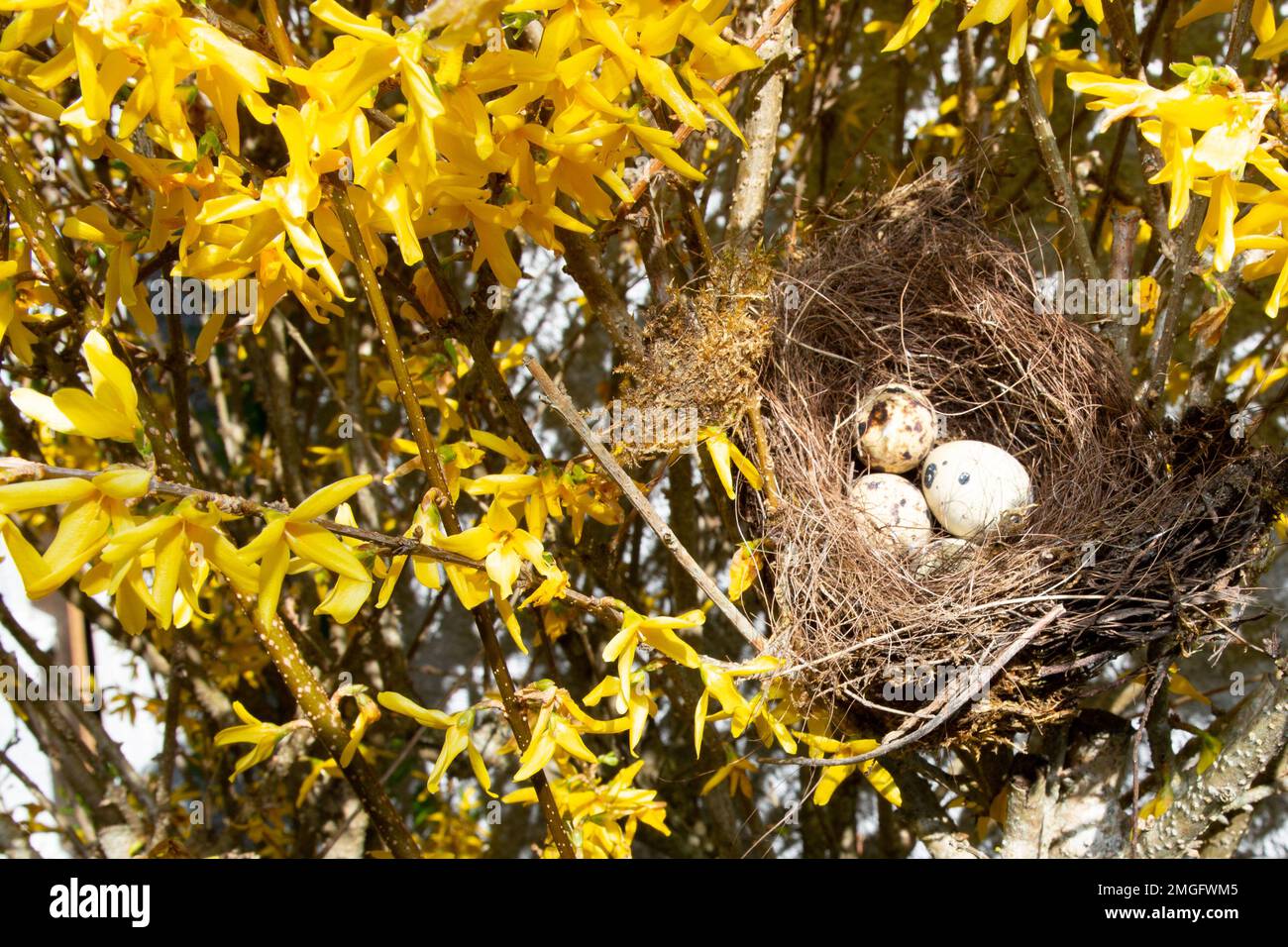 Bird nest with three eggs in yellow tree leaves Stock Photo - Alamy