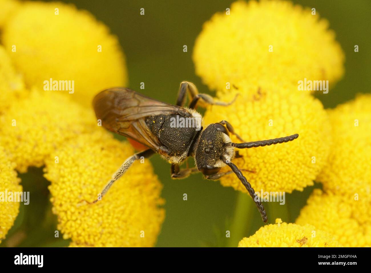 Giant blood bee hi-res stock photography and images - Alamy
