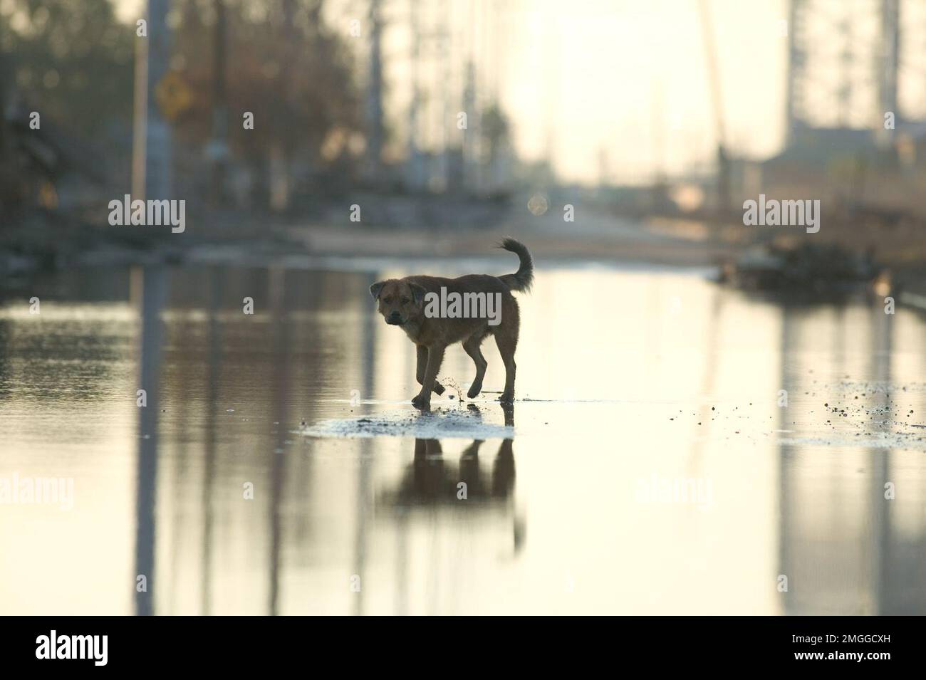 Animals - Rescue - 26-HK-60-3. LA 9th Ward--dog on flooded street--by Andrea Booher-FEMA. Hurricane Katrina Stock Photo